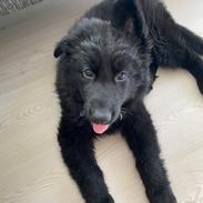 Schæferhund Vega