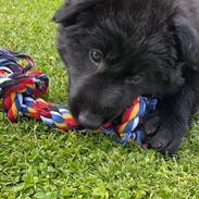 Schæferhund Vega