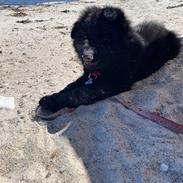 Schæferhund Vega