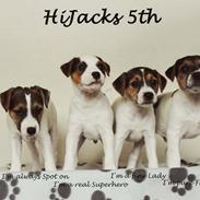 Parson russell terrier HiJacks 5th I'm always Spot on 