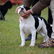 Olde english bulldogge Purple