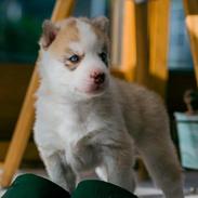 Siberian husky Mesmocan Red Sixteen (Luna)