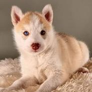 Siberian husky Mesmocan Red Sixteen (Luna)