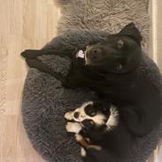 Border collie Maxi