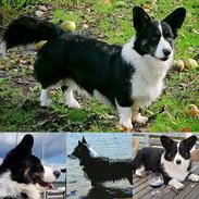 Welsh corgi cardigan Macushla Macree Obsidian Butterfly 