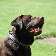 Labrador retriever Nessie