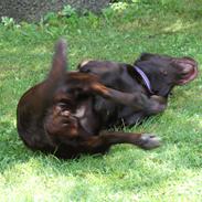 Labrador retriever Nessie