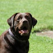 Labrador retriever Nessie