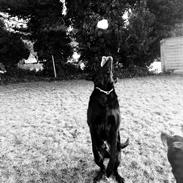 Blanding af racer Rolf