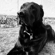 Blanding af racer Rolf