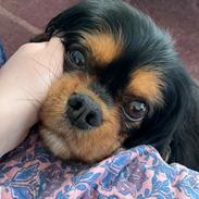 Cavalier king charles spaniel Buster