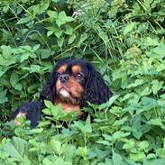 Cavalier king charles spaniel Buster