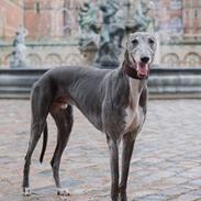 Greyhound Azul