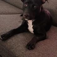 Staffordshire bull terrier Molly