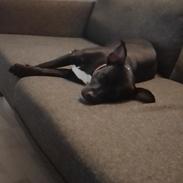 Staffordshire bull terrier Molly