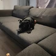 Staffordshire bull terrier Molly