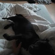 Staffordshire bull terrier Molly