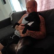 Staffordshire bull terrier Molly