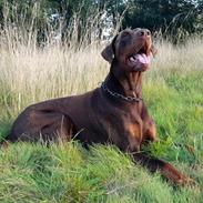 Dobermann Utah