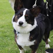 Welsh corgi cardigan Eddie