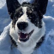 Welsh corgi cardigan Eddie