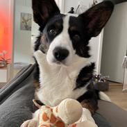 Welsh corgi cardigan Eddie