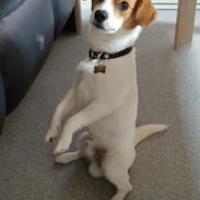 Blanding af racer Han hedder Felix 