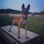 Malinois IGP3 Esh Codi-Fin 