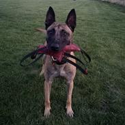 Malinois IGP3 Esh Codi-Fin 