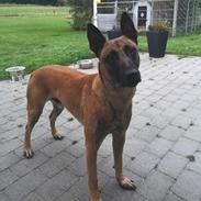 Malinois IGP3 Esh Codi-Fin 