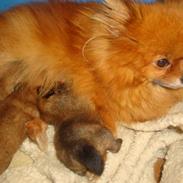 Pomeranian anes jessieka