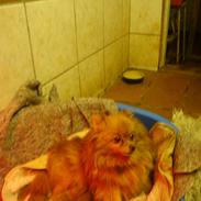 Pomeranian anes jessieka