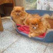 Pomeranian anes jessieka