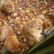 Pomeranian anes jessieka