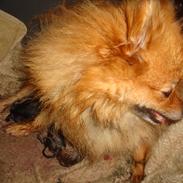 Pomeranian anes jessieka