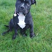 Blanding af racer Maggie 