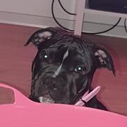 Blanding af racer Maggie 