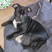 Blanding af racer Maggie 