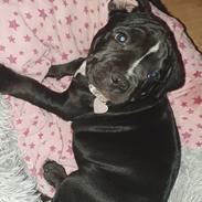 Blanding af racer Maggie 