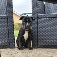 Blanding af racer Maggie 