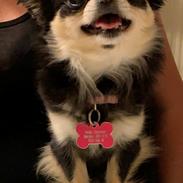 Chihuahua Bianca
