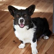 Welsh corgi cardigan Mandene Welsh Dragon, aka Carson