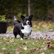 Welsh corgi cardigan Mandene Welsh Dragon, aka Carson