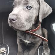 Cane corso Blue