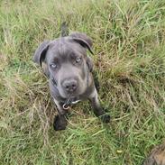 Cane corso Blue