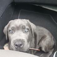 Cane corso Blue