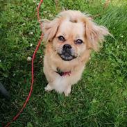 Pekingeser Soffy