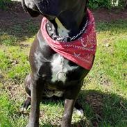 Cane corso Marley