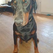 Dobermann Ernst & Candy