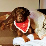 Dobermann Ernst & Candy